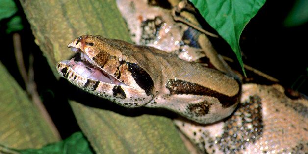Adult boa constrictor (Boa constrictor) gaping in threat display, Trinidad.