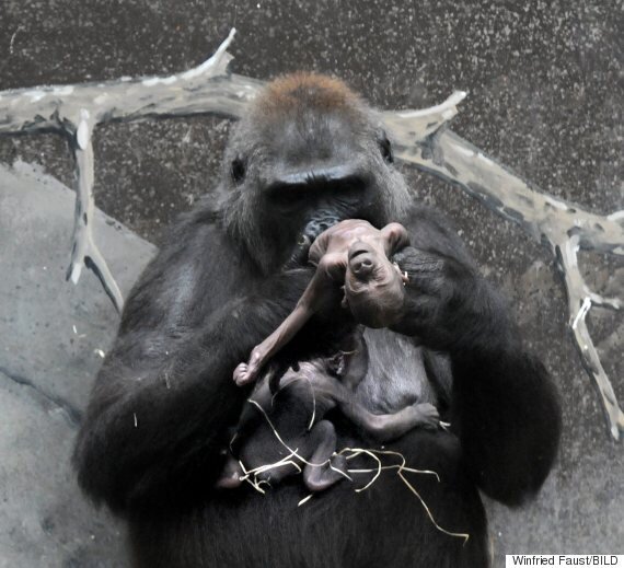 Heartbreaking Images Show Gorilla Carrying Dead Baby At Frankfurt Zoo ...