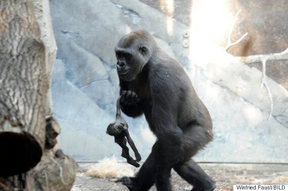 Heartbreaking Images Show Gorilla Carrying Dead Baby At Frankfurt Zoo Huffpost Uk