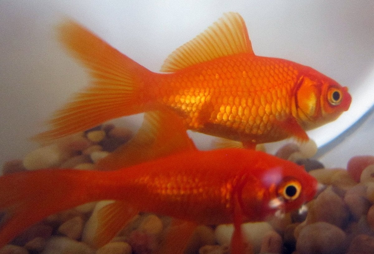 Золотые Рыбки Аквариумные Купить В Спб