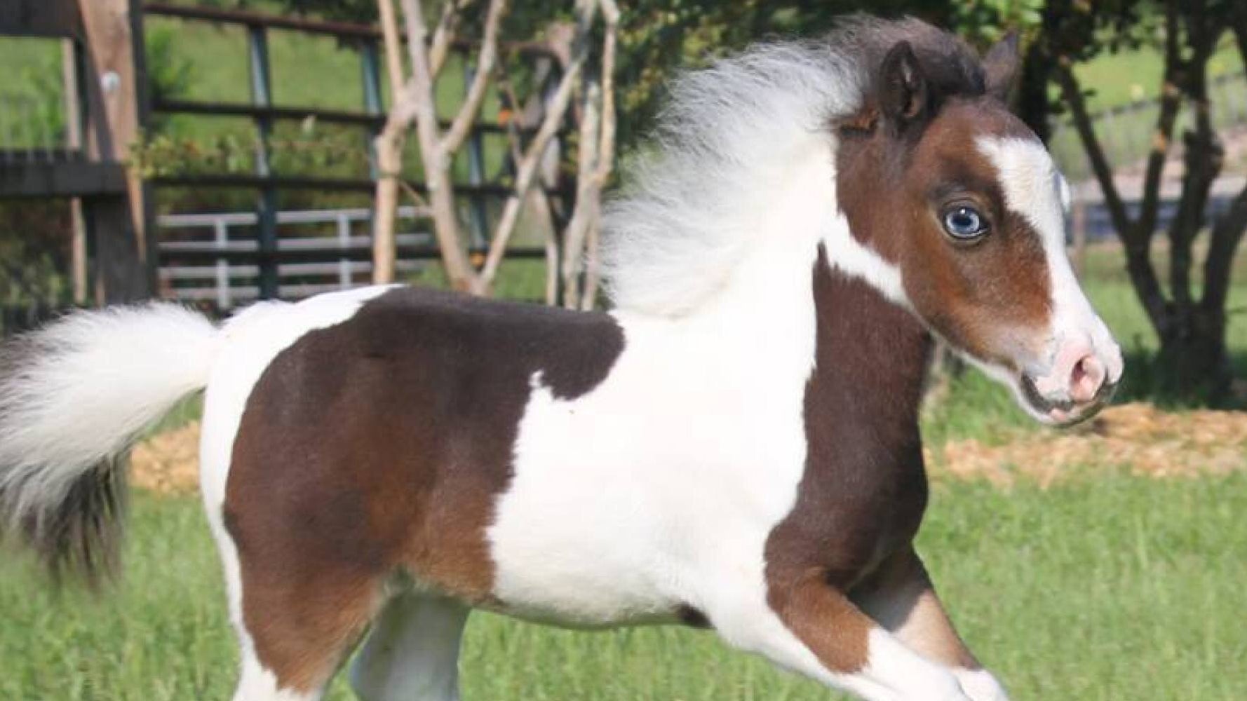 Horse With Down Syndrome - Captions Todays