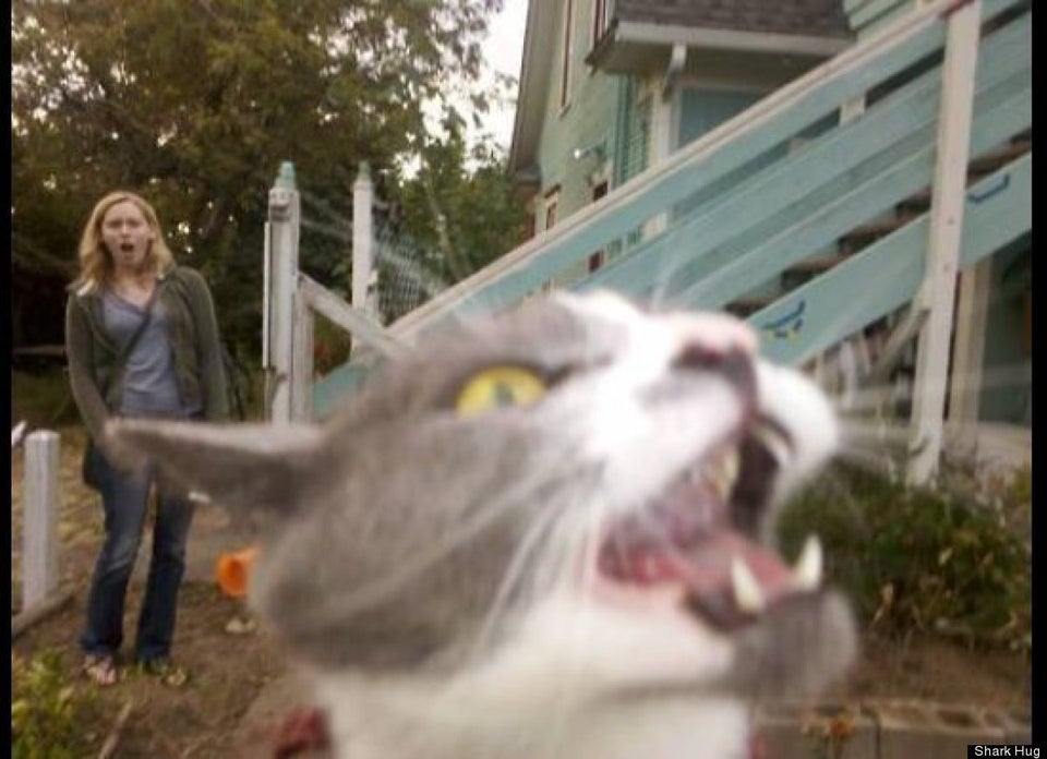 Video Cat photobombs gender reveal - ABC News