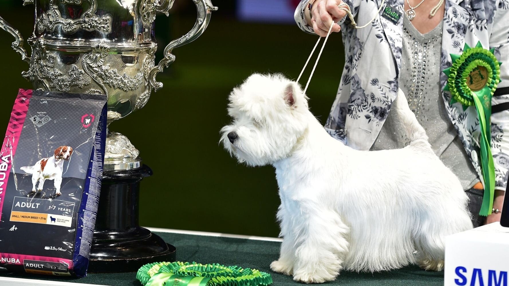 wallpapers West Highland White Terrier Dog Show gorgeous little westie won crufts best