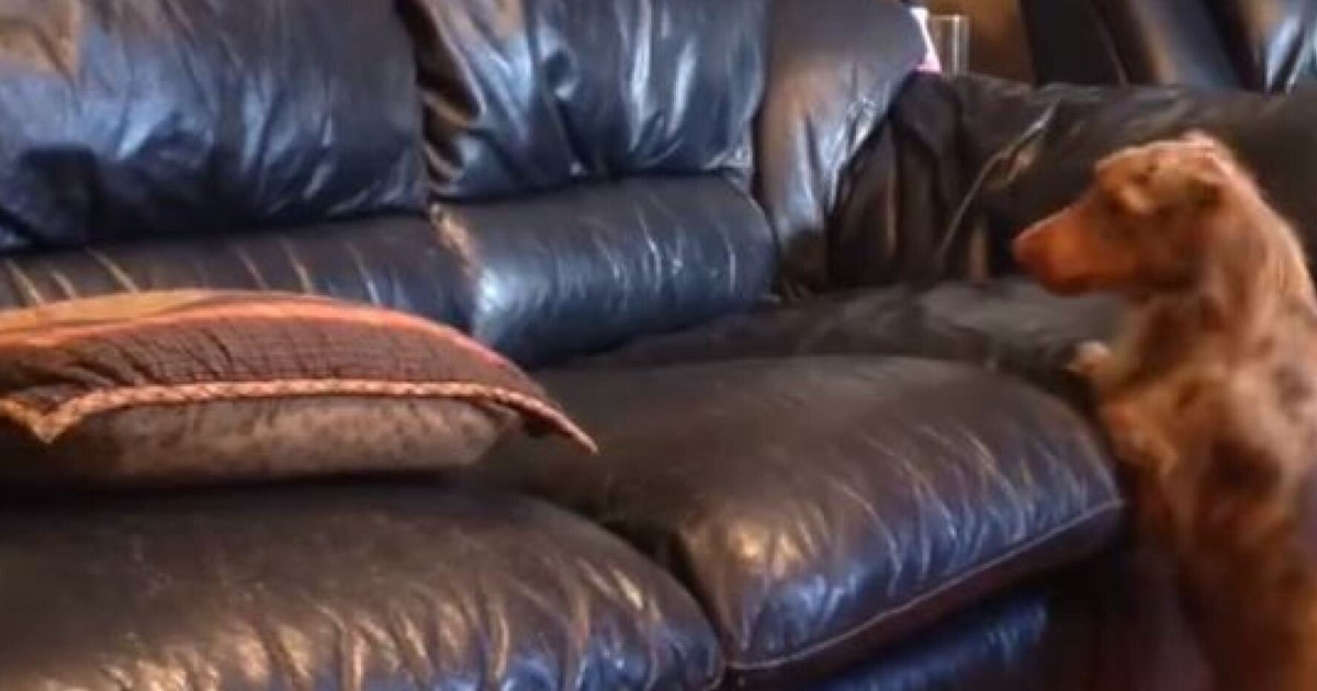 Clever Dachshund Dog Finds A Way To Jump Onto The Sofa HuffPost UK