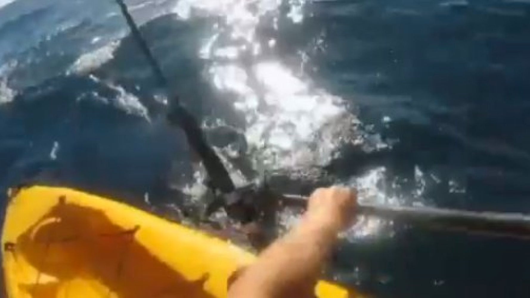 Hammerhead Shark Beaten Away By Californian Kayaker Armed With Paddle