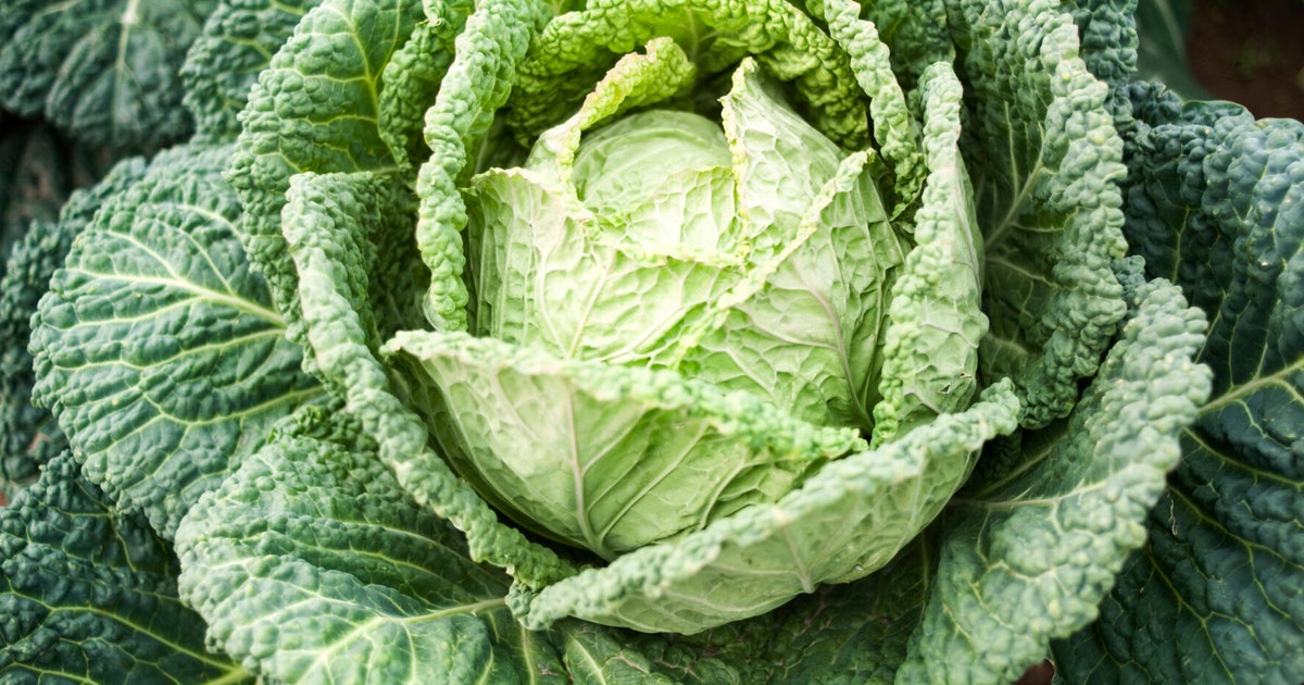 Cabbage Against Cancer! HuffPost UK Life