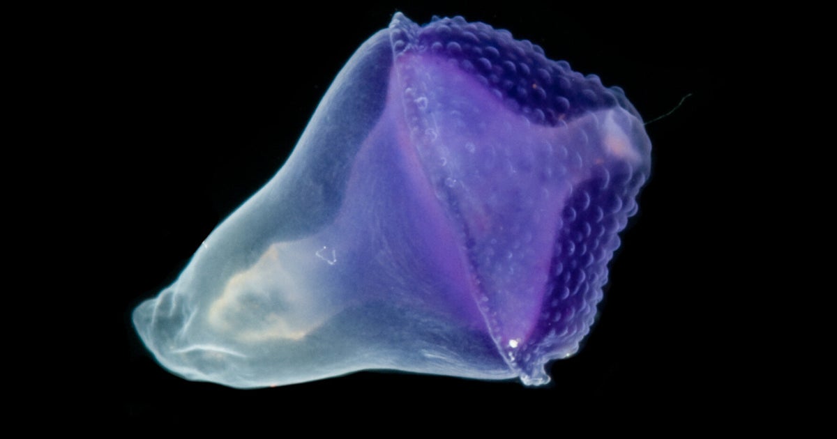 Scientists Uncover An Incredible World Of 35,000 New Species At The