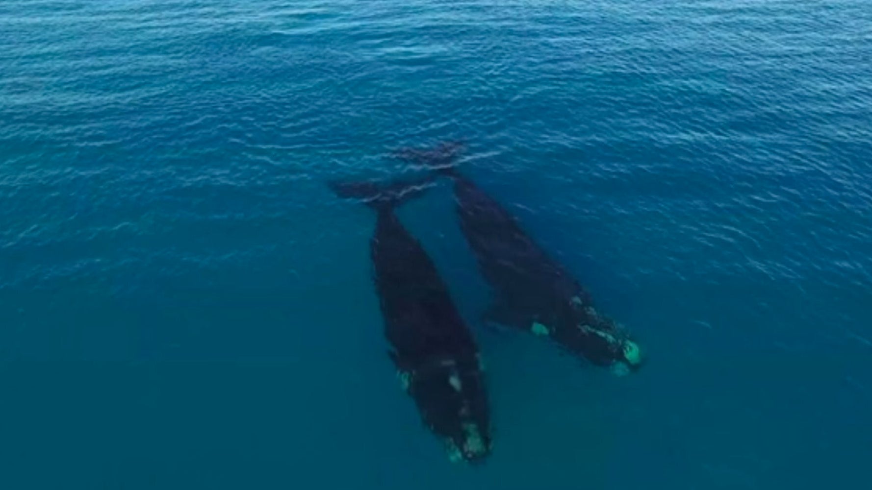 Drone Captures Paddle Boarding With Whales In Stunning 4K Video