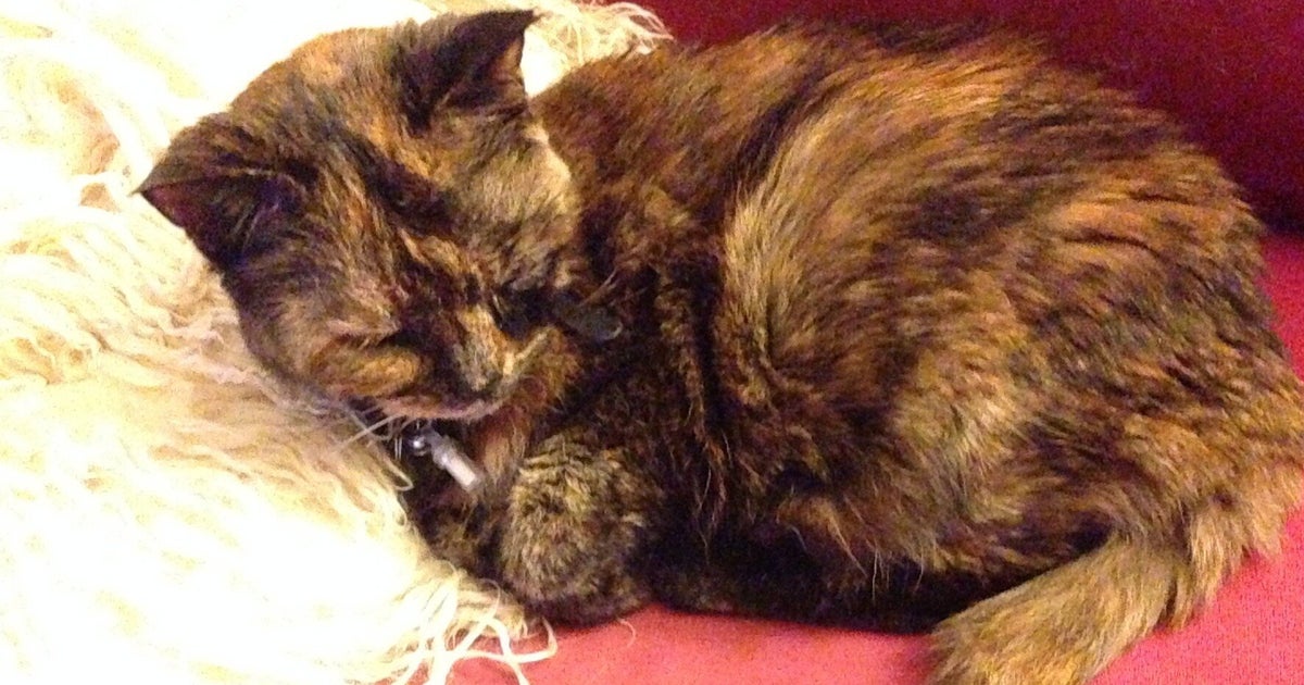 my-cat-just-died-and-it-hurts-like-hell-huffpost-uk-life