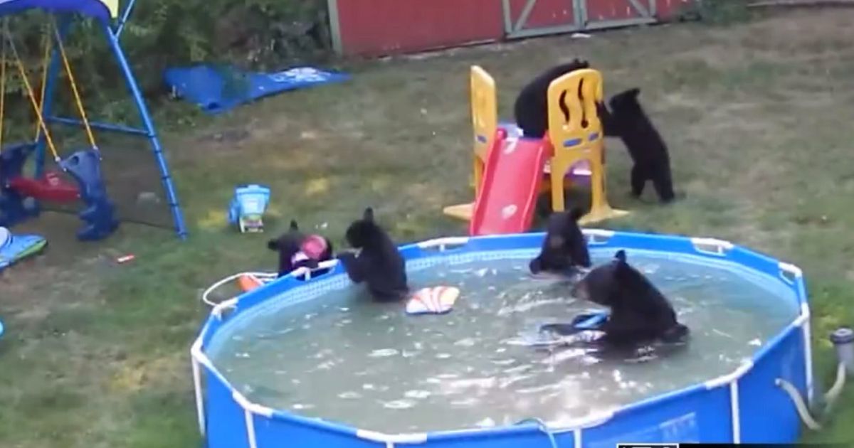 Family Of Bear Cubs Break Into Family's Paddling Pool For A Dip In ...