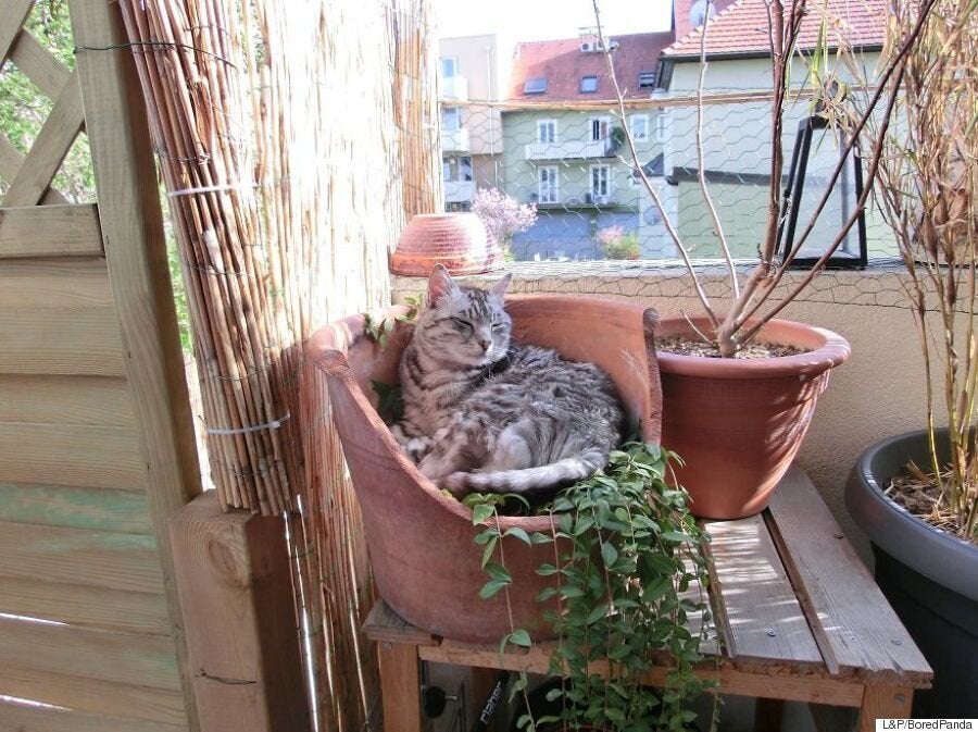 Can you find the cat in this picture huffpost uk