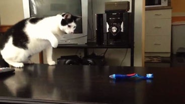 funny cat videos funny cat videos