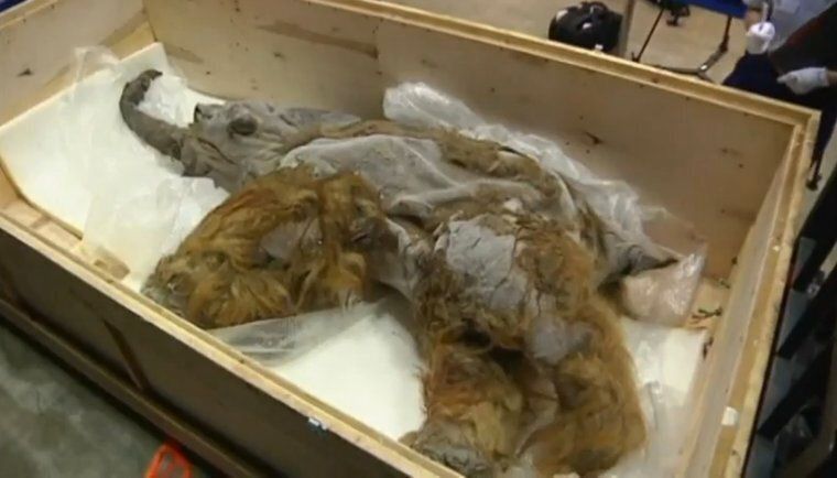 Woolly Mammoth Uncovered In Siberia Goes On Display In Japan 