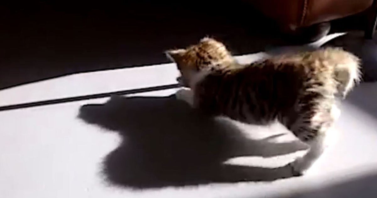 Cats Vs. Their Own Shadows HuffPost UK Comedy