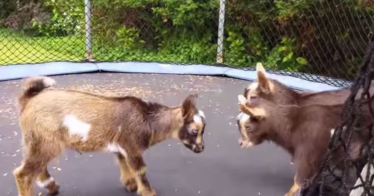Baby Goats Jumping On A Trampoline Is The Best Thing Ever HuffPost UK