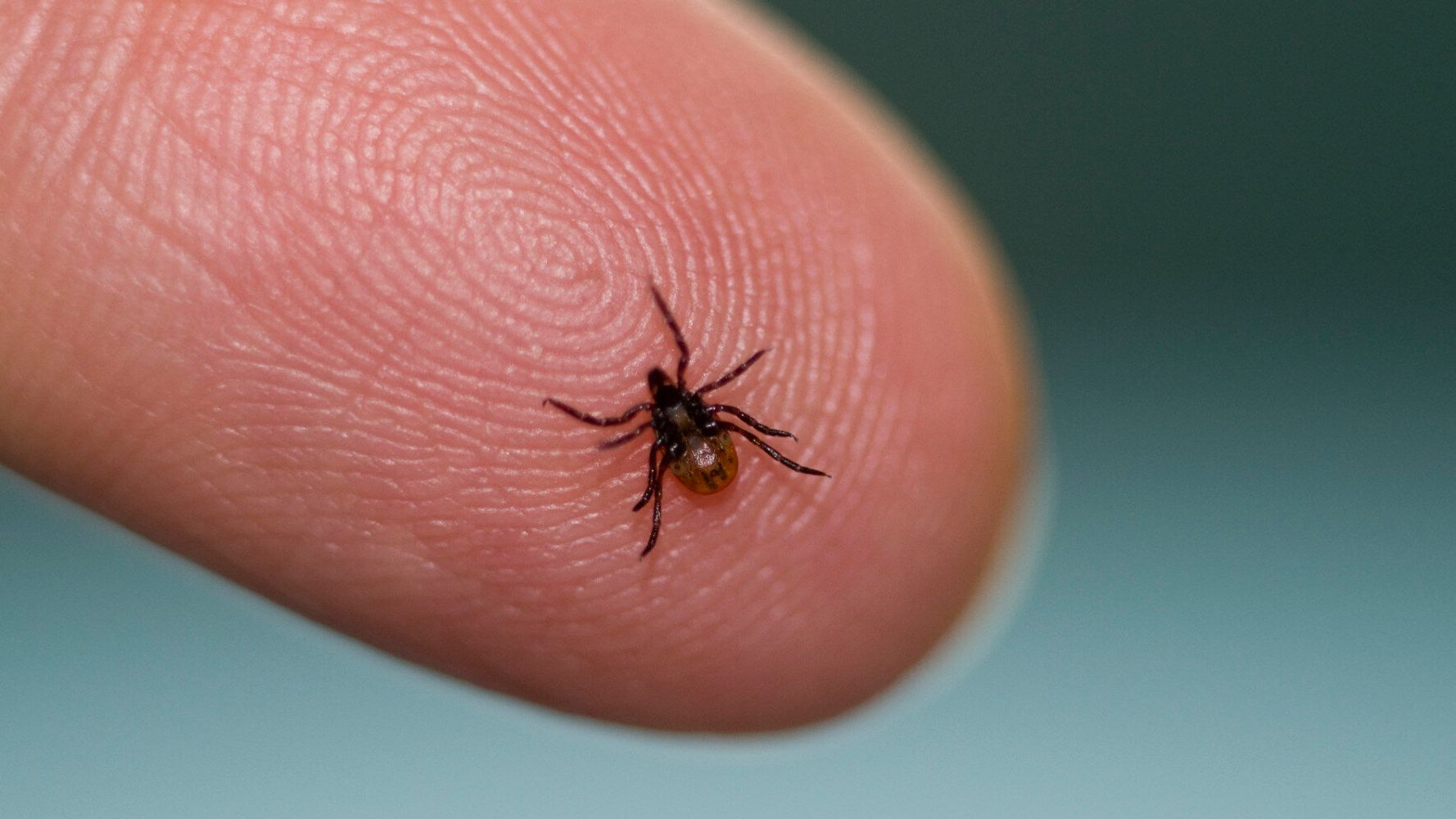 How Great A Threat Is Lyme Disease To Public Health? 