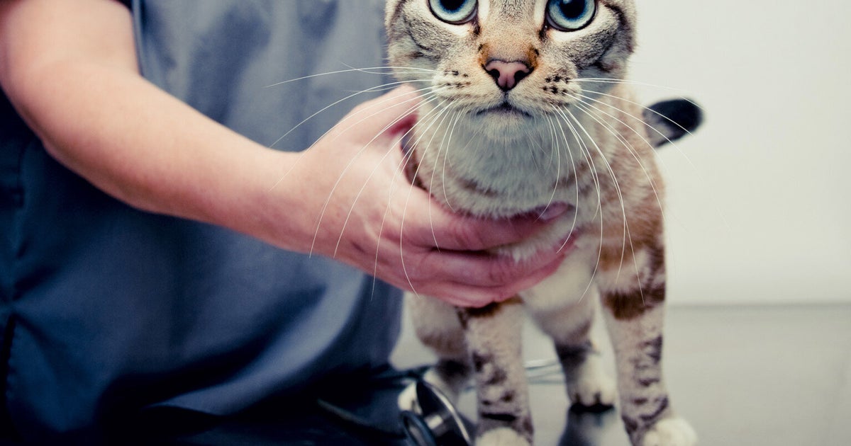 Why Fake Veterinary Nurses Could Put Your Pet's Health at Risk HuffPost UK Life