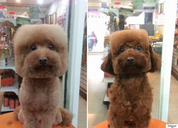 Square 2024 haircut dog