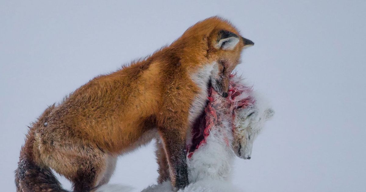 Wildlife Photographer Of The Year 2015 Fox S Epic Battle For Survival
