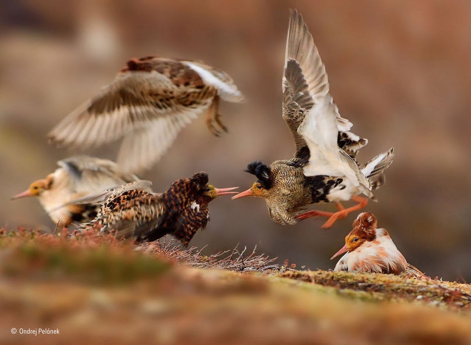 Wildlife Photographer Of The Year 2015: Fox's Epic Battle For Survival