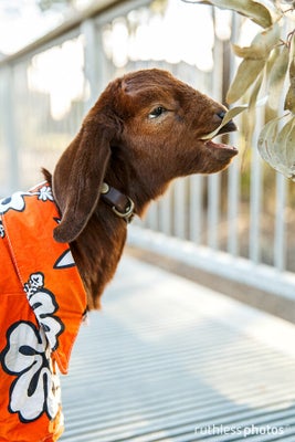 Baby Goats In Clothes