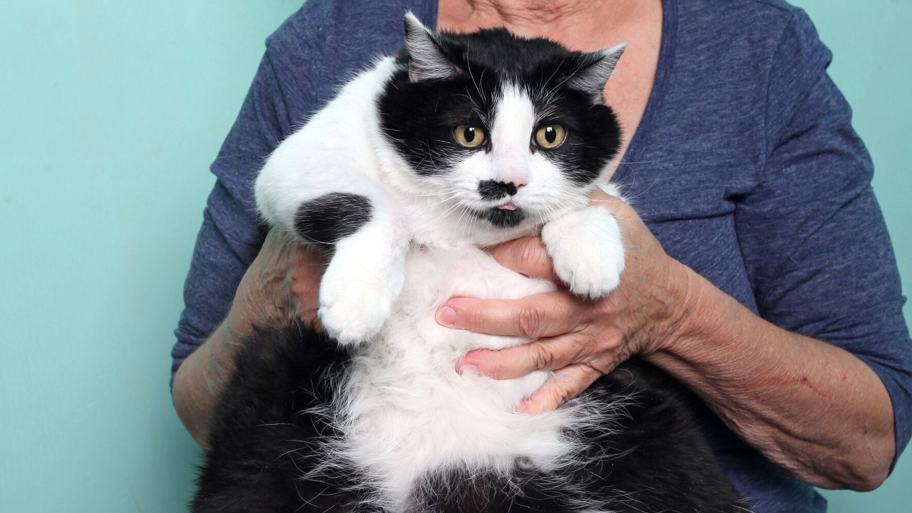 New Jersey Fat Cat Tips Scales at 33 Pounds - ABC News