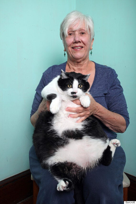 Obese New Jersey cat abandoned by owners tips scales at 33 pounds – New  York Daily News