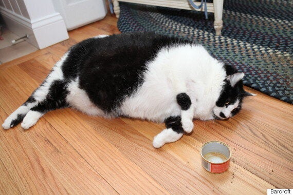 Sprinkles The 32lb Cat Was Abandoned By Her Owners Now An Animal sprinkles-the-32lb-cat-was-abandoned-by-her-owners-now-an-animal