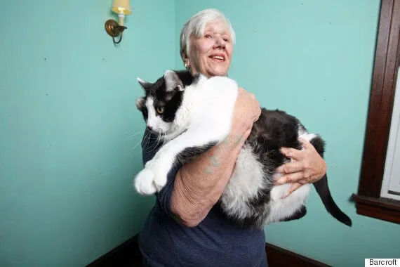 Obese New Jersey cat abandoned by owners tips scales at 33 pounds – New  York Daily News