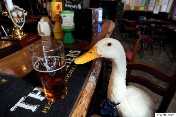Duck Wearing Bow-Tie Walks Into Pub, Drinks Pint, Fights Dog,