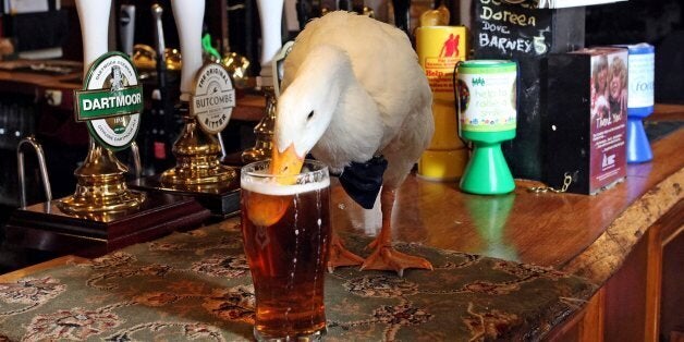 Duck Wearing Bow-Tie Walks Into Pub, Drinks Pint, Fights Dog,