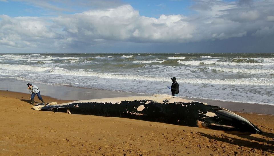 Whale washed up in Kent