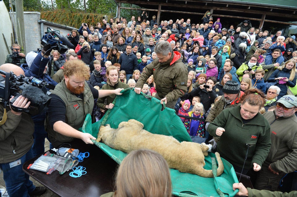 Lion Dissected In Front Of Children At Demark S Odense Zoo Huffpost Uk News Lion Dissected In Front Of Children At Demark S Odense Zoo Huffpost Uk News