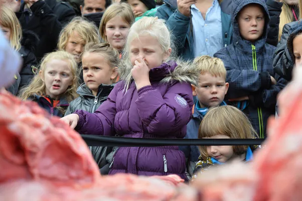 Lion Dissected In Front Of Children At Demark S Odense Zoo Huffpost Uk News