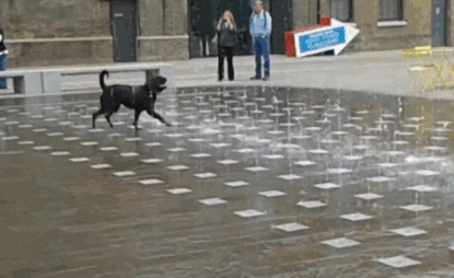 Funny Dog Gif Porn - 12 Funny Gifs Highlighting Dogs' Strange Relationship With Water | HuffPost  UK Comedy