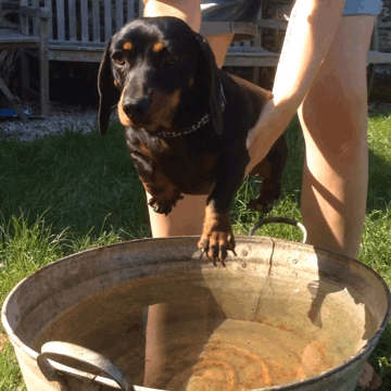 360px x 360px - 12 Funny Gifs Highlighting Dogs' Strange Relationship With Water | HuffPost  UK Comedy