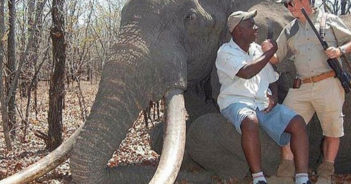 Hunter Shoots Huge Elephant Dead In Zimbabwe In Echo Of Cecil The Lion