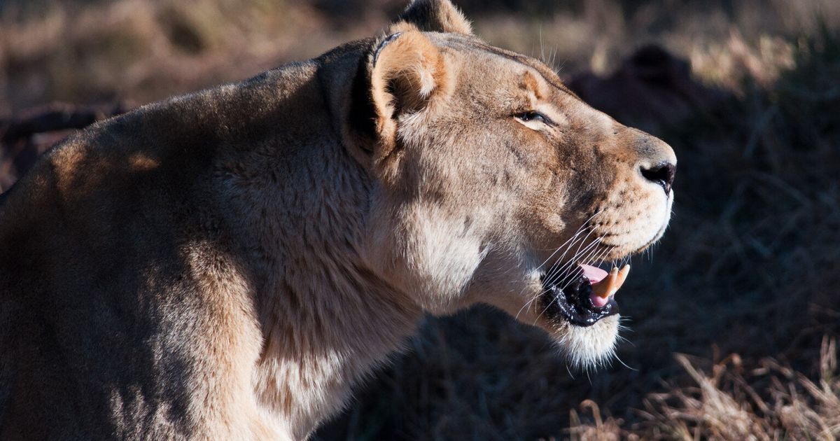 Bred To Die The Real Tragedy Of The Lion At Odense Zoo Huffpost Uk