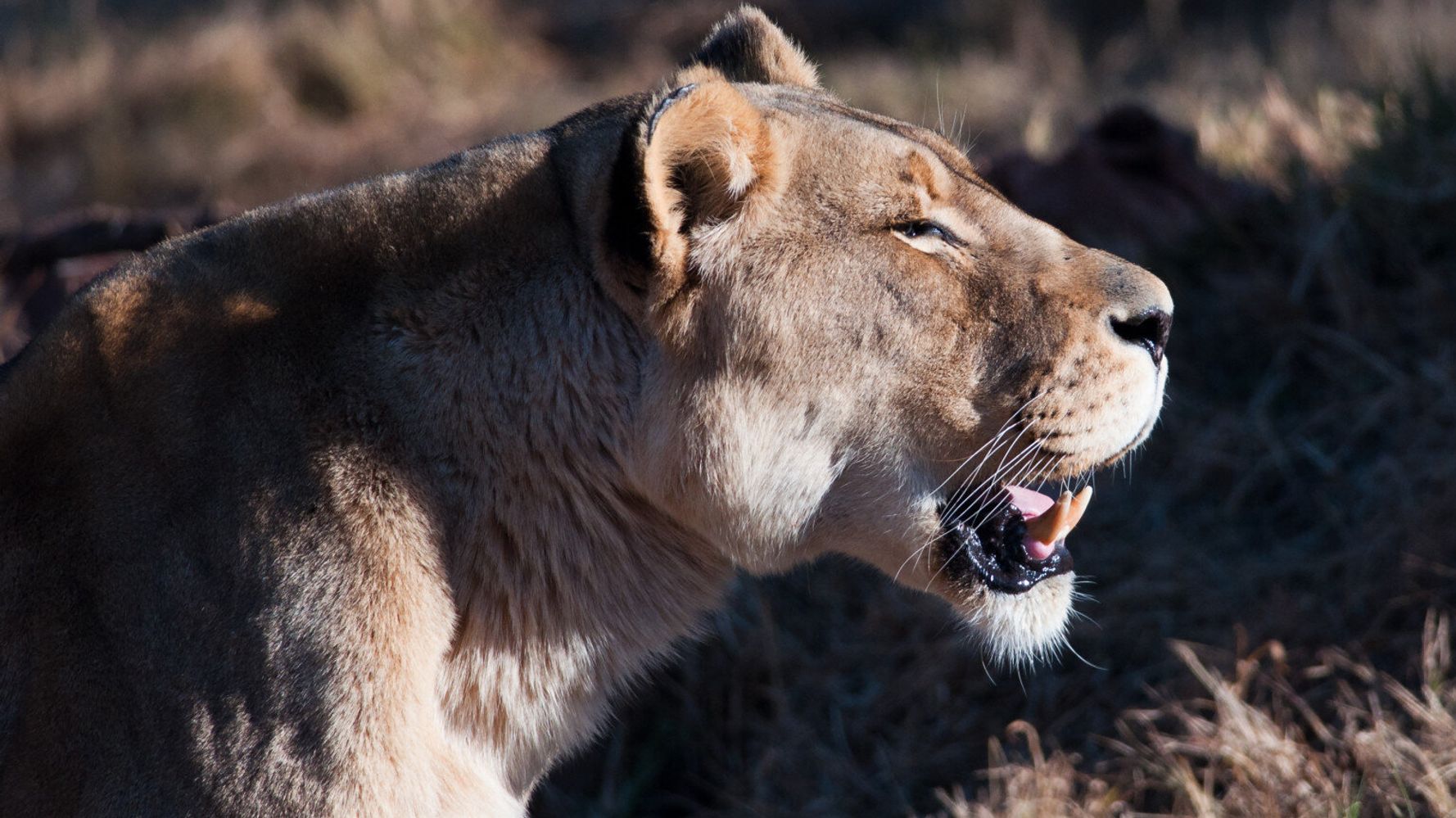 Bred To Die The Real Tragedy Of The Lion At Odense Zoo Huffpost Uk News