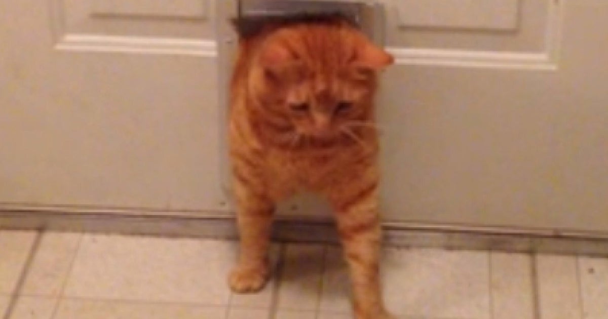 Fat Cats Vs. Cat Flaps HuffPost UK Comedy