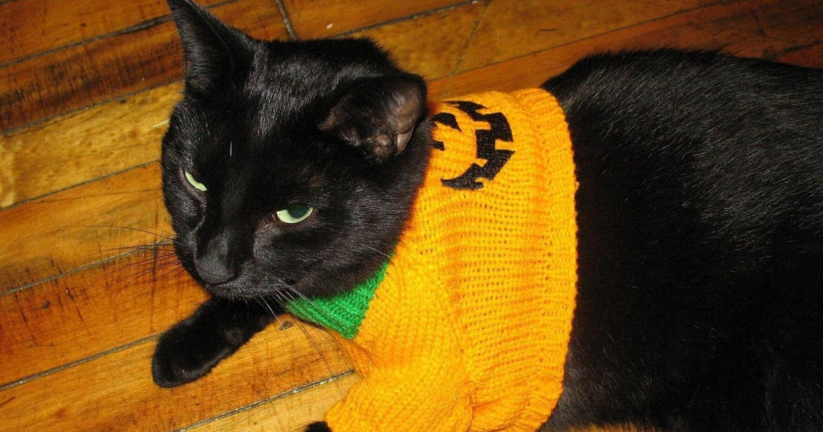 Cats Who Hate Their Halloween Costumes HuffPost UK Comedy