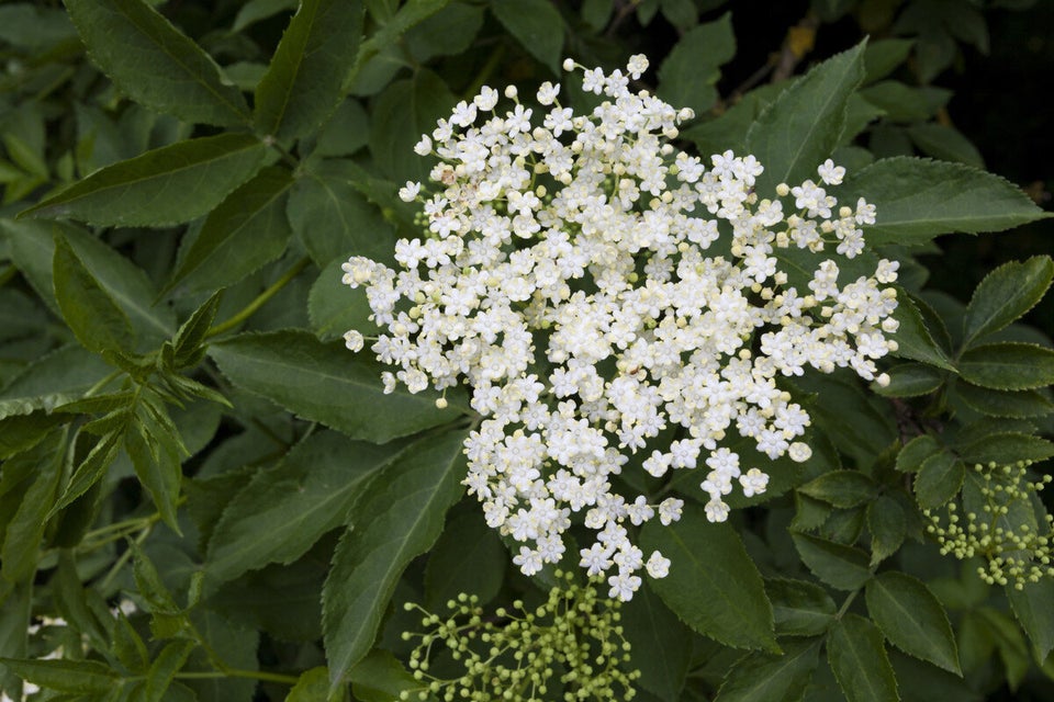 Elderflower