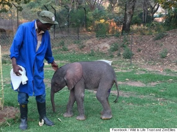 Baby Elephant Found In Zimbabwe One Of The Smallest Ever To Have Been