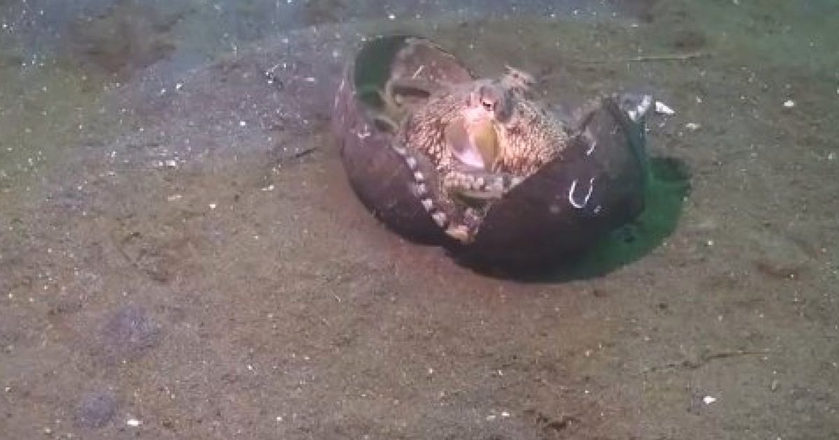 Octopus Carries Coconut Across The Ocean Floor In Indonesia | HuffPost ...