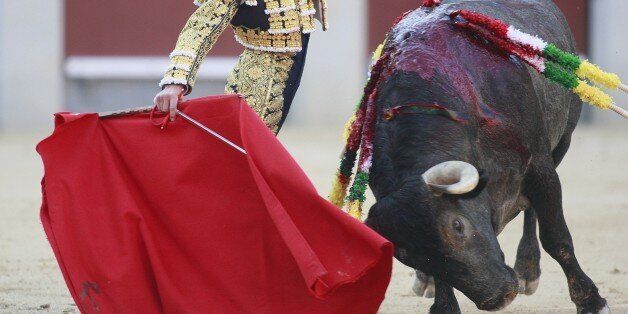 A matador taunts the bull and thrusts sticks in its back during the bullfight