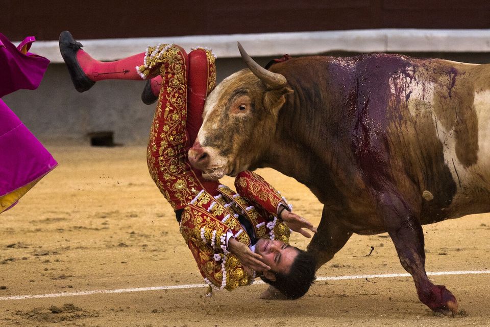 Leonardo San Sebastian being gored by a bull during a bullfight