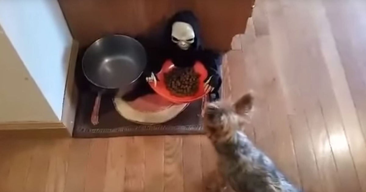 Owner Pranks Dog With Halloween Food Bowl HuffPost UK Comedy