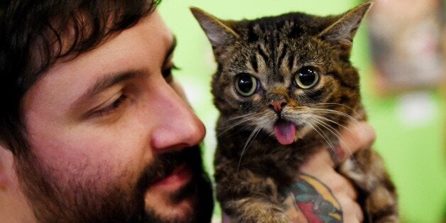 Internet celebrity cat Lil Bub known for her unique appearance is held by owner Mike Bridavsky at the inaugural CatConLa event in Los Angeles, California on June 7, 2015. The two day cat expo for cat people claims to be the first of its kind in North America and showcases everything to do with felines. AFP PHOTO/ MARK RALSTON (Photo credit should read MARK RALSTON/AFP/Getty Images)