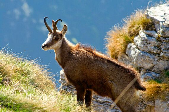 Five Places to See Incredible Wildlife in Europe | HuffPost UK Life