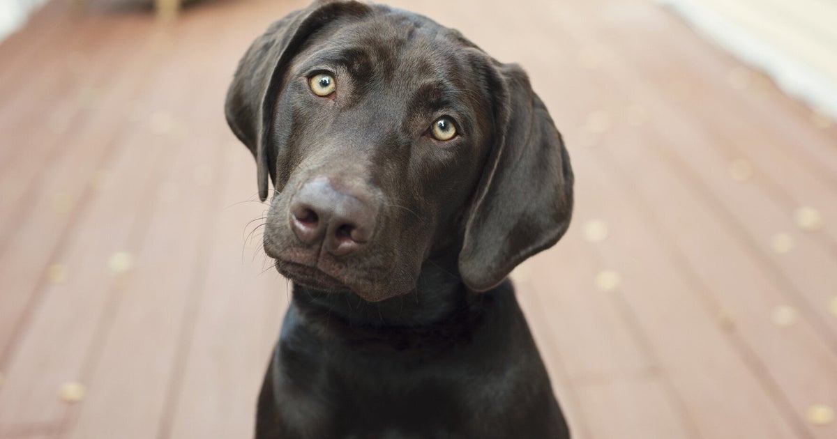 Trigger The Dog Shoots Owner In Freak Accident | HuffPost UK News